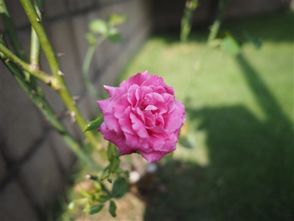 フジノンレンズ XF14mm F2.8 R のレビュー:画像29