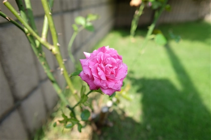 フジノンレンズ XF14mm F2.8 R のレビュー:画像28