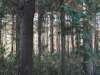 OLYMPUS OM-D E-M1 Mark II のISO感度別の画質比較:画像38