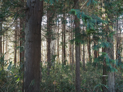 OLYMPUS OM-D E-M1 Mark II のISO感度別の画質比較:画像18