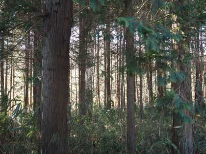 OLYMPUS OM-D E-M1 Mark II のISO感度別の画質比較:画像2