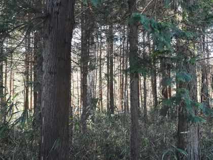 OLYMPUS OM-D E-M1 Mark II のISO感度別の画質比較:画像42