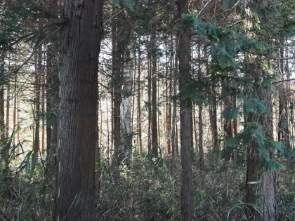 OLYMPUS OM-D E-M1 Mark II のISO感度別の画質比較:画像44