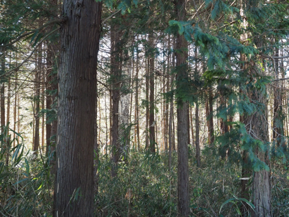 OLYMPUS OM-D E-M1 Mark II のISO感度別の画質比較:画像24
