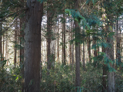 OLYMPUS OM-D E-M1 Mark II のISO感度別の画質比較:画像4