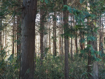 OLYMPUS OM-D E-M1 Mark II のISO感度別の画質比較:画像26