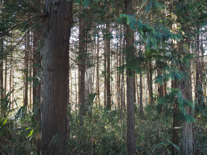 OLYMPUS OM-D E-M1 Mark II のISO感度別の画質比較:画像6