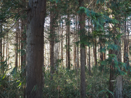 OLYMPUS OM-D E-M1 Mark II のISO感度別の画質比較:画像8