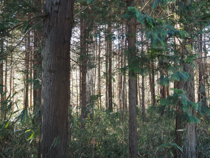OLYMPUS OM-D E-M1 Mark II のISO感度別の画質比較:画像12
