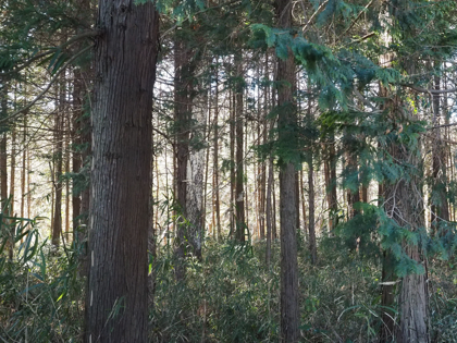 OLYMPUS OM-D E-M1 Mark II のISO感度別の画質比較:画像34