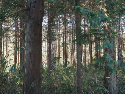 OLYMPUS OM-D E-M1 Mark II のISO感度別の画質比較:画像14