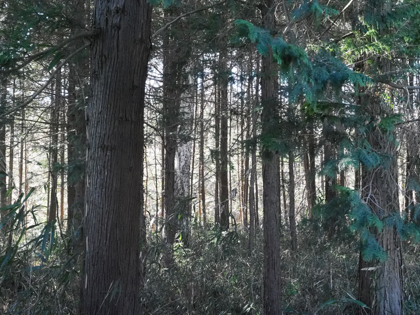 OLYMPUS OM-D E-M1 Mark II のISO感度別の画質比較:画像41