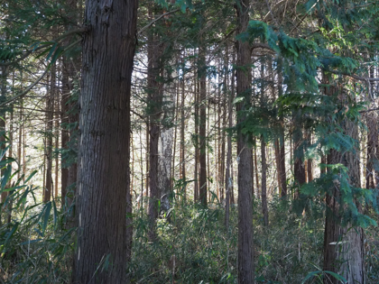 OLYMPUS OM-D E-M1 Mark II のISO感度別の画質比較:画像23