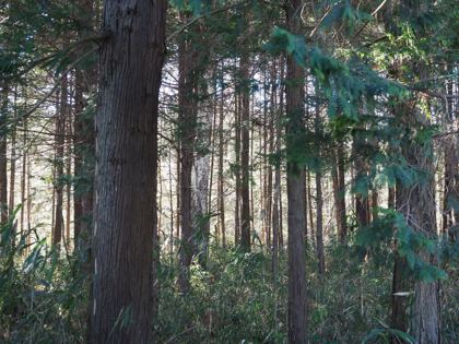 OLYMPUS OM-D E-M1 Mark II のISO感度別の画質比較:画像13