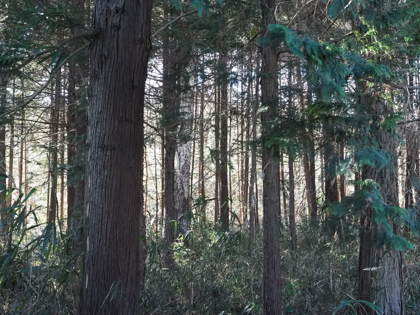 OLYMPUS OM-D E-M1 Mark II のISO感度別の画質比較:画像35