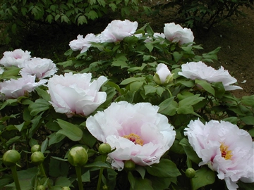OLYMPUS PEN E-P3 のレビュー:画像1