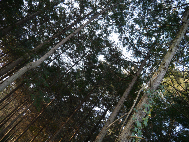 LUMIX G X VARIO PZ 14-42mm/F3.5-5.6 ASPH./POWER O.I.S. のレビュー:画像3