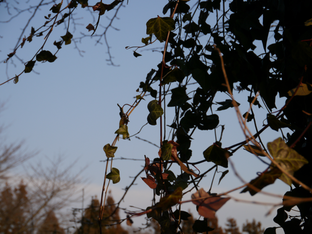 LUMIX G X VARIO PZ 14-42mm/F3.5-5.6 ASPH./POWER O.I.S. のレビュー:画像5