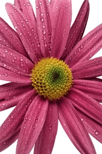 iOS 1 / iOS 2の壁紙:画像10