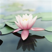 iOS 3の壁紙:画像13