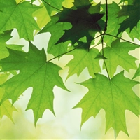 iOS 3の壁紙:画像17