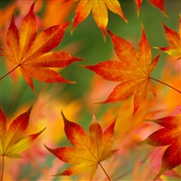 iOS 4の壁紙:画像6
