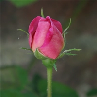 iOS 4の壁紙:画像26