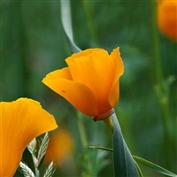 iOS 4の壁紙:画像28