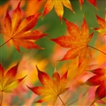 iOS 5の壁紙:画像35