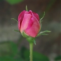 iOS 5の壁紙:画像55