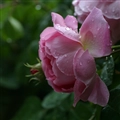 iOS 5の壁紙:画像56