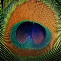 iOS 5の壁紙:画像58
