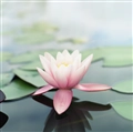 iOS 7の壁紙:画像46