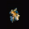 iOS 9の壁紙:画像47