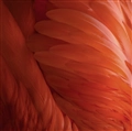 iOS 9の壁紙:画像20