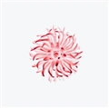 iOS 9の壁紙:画像35