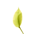 iOS 9の壁紙:画像36