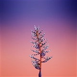 iOS 11の壁紙:画像9