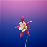 iOS 11の壁紙:画像10
