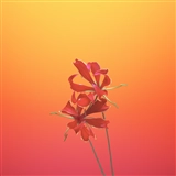 iOS 11の壁紙:画像12