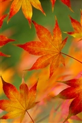 iOS 5の壁紙:画像16