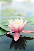 iOS 5の壁紙:画像17