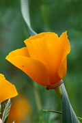 iOS 5の壁紙:画像22