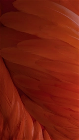 iOS 9の壁紙:画像3