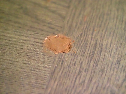 ハウスボックス イージーリペアキット のレビュー (床の傷の補修):画像16