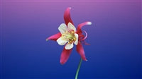 macOS Mojave (macOS 10.14) の壁紙:画像44