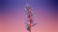 macOS Mojave (macOS 10.14) の壁紙:画像47