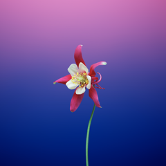macOS Catalina (macOS 10.15) の壁紙:画像54
