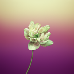 macOS Catalina (macOS 10.15) の壁紙:画像120