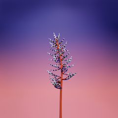 macOS Catalina (macOS 10.15) の壁紙:画像123